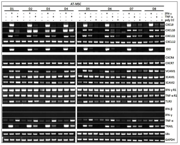 IFN-γ, TNF-α, poly I:C로 자극된 중간엽줄기세포의 항암 관련 유전자의 발현 분석