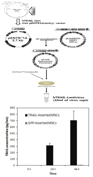 TRAIL 도입을 위한 렌티바이러스 구축 및 TRAIL 유전자 도입 중간엽줄기세포의 TRAIL 분비량