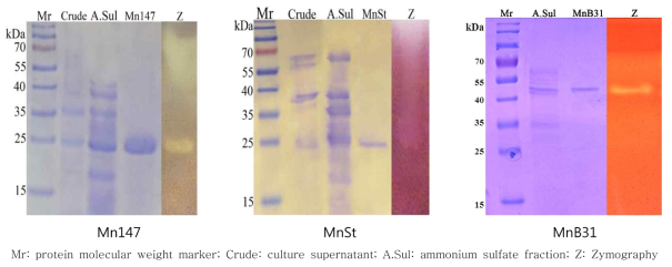 SDS-PAGE (12%) and Zymography of purified (A) MnSt, (B) Mn147 and (C) MnB31