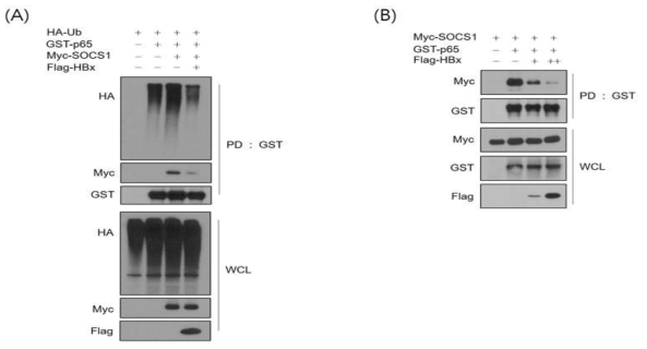 HBx에 의해 SOCS1의 E3 유비퀴틴 접합효소로서의 활성이 저해되었으며, SOCS1과 p65와의 물리적 상호 작용이 감소되는 것을 확인하였다