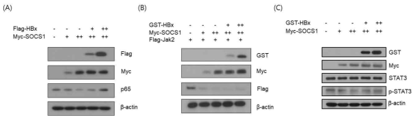 SOCS1에 의해 p65와 JAK의 안정도는 감소되었으며 HBx에 의해 증가되었다. 또한 STAT3의 인산화는 SOCS1에 의해 감소되었으며 HBx에 의해 증가됨을 확인하였다