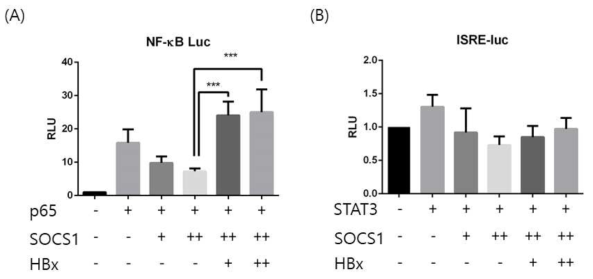 SOCS1의 의해 억제되는 NF-κB 및 JAK/STAT 신호 전달이 HBx에 의해 증가되는 것을 luciferase assay를 통해 확인하였다