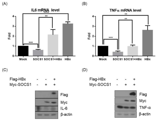 SOCS1에 의해 염증성 사이토카인인 IL-6와 TNF-α의 발현은 억제되었으며, HBx에 의해 다시 증가되는 것을 mRNA 수준과 단백질 수준에서 확인하였다