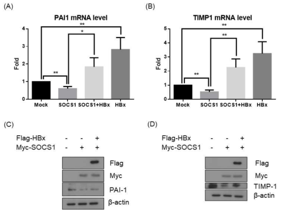 SOCS1에 의해 간섬유화 표지 인자인 TIMP-1과 PAI-1의 발현이 감소되었으며, HBx에 의해 증가되는 것을 mRNA 수준과 단백질 수준에서 확인하였다