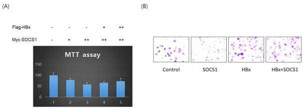 SOCS1에 의해 liver cancer cell proliferation이 감소되었으며, HBx에 의해 증가되는 것을 MTT assay를 통해 확인하였다. 또한 anchorage-independent growth가 SOCS1에 의해 감소되었다가 HBx에 의해 증가되는 것을 확인하였다