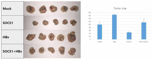 Nude mice에서 생성된 종양의 생성이 SOCS1에 의해 감소되었고, HBx에 의해 다시 증가되는 것을 확인하였다
