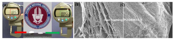 Gas foaming 이후 지지체 두께의 변화(A), Cross-section (B), Top-view (C) SEM 이미지