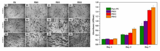 DBM 복합지지체의 생체적합성 평가(In vitro) SEM(좌), CCK-8 assay(우)