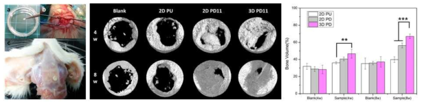 난소적출 동물모델을 활용한 in vivo 평가(Digital image, Micro-CT)