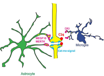 Astrocyte와 microglia에 의한 발생학적 시냅스 제거 기전
