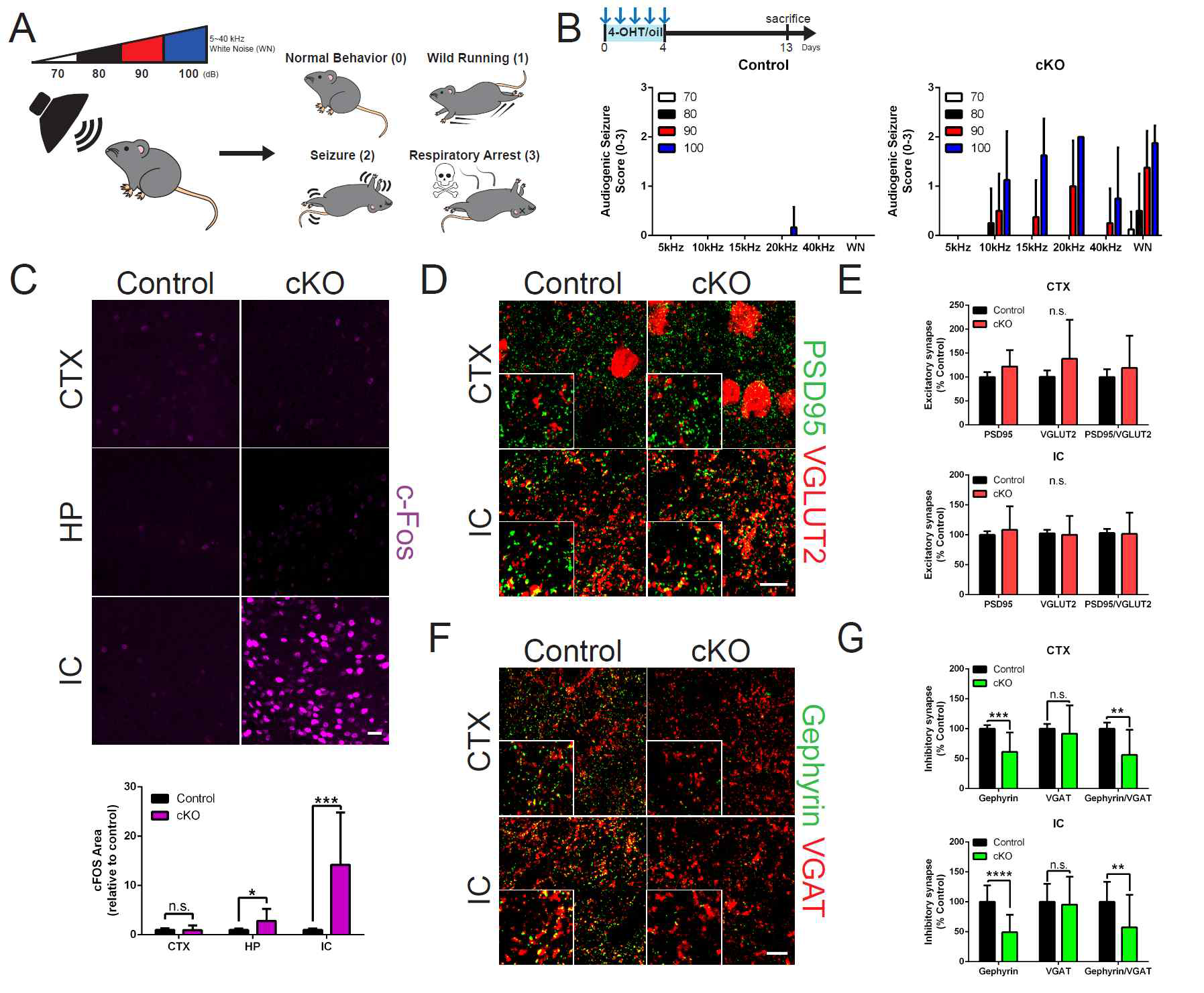 성체 뇌 neuron 특이적 CDC50A knock-out 생쥐에서 나타나는 gephyrin-positive inhibitory post-synapse 의 선택적 소실과 이에 따른 audiogenic seizure phenotype