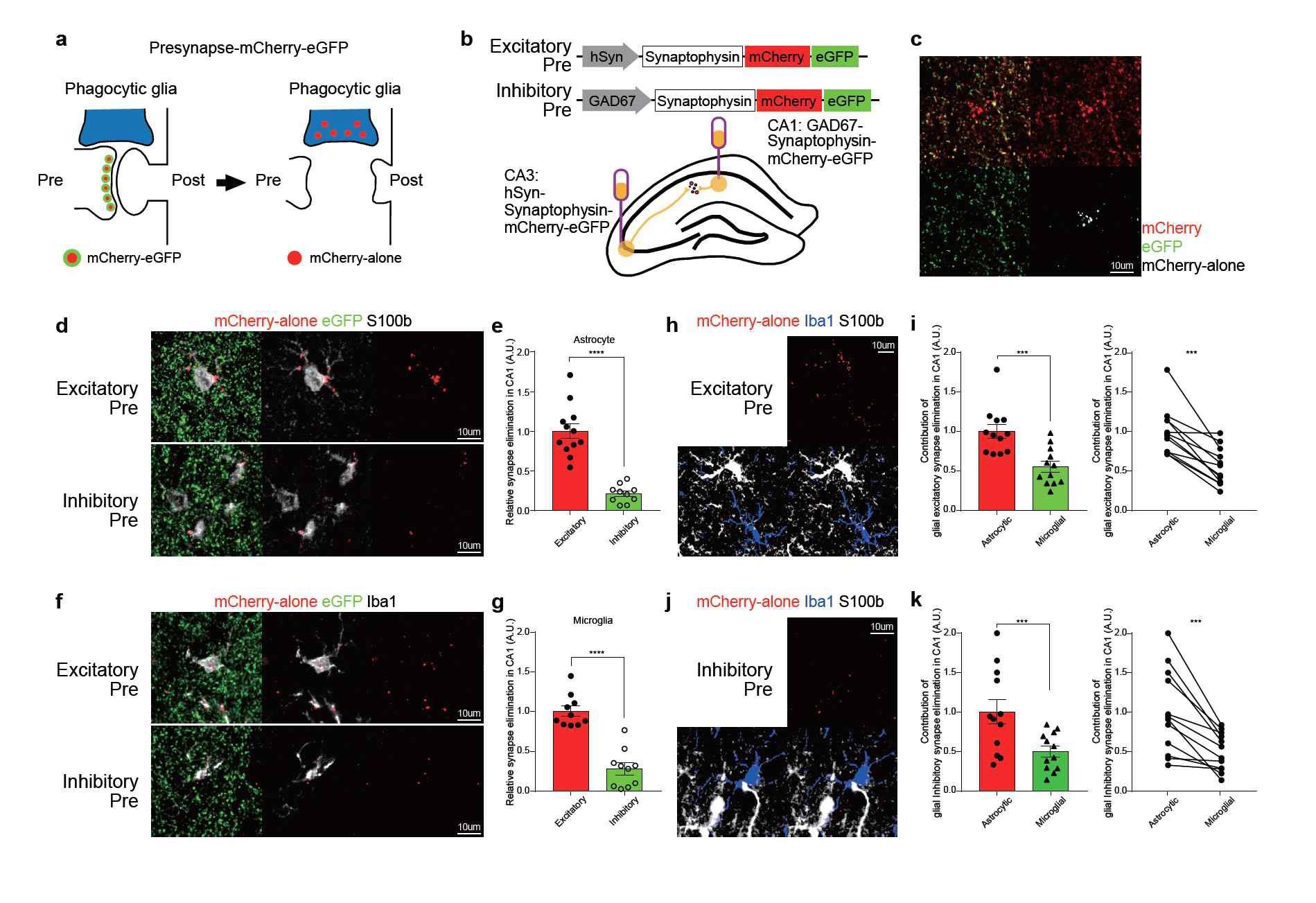 성체 해마에서 지속적으로 일어나는 synapse 제거 과정에서 astrocyte가 microglia보다 dominant 한 역할을 수행하고 있으며 이들이 주로 excitatory synapse를 제거하고 있음을 발견