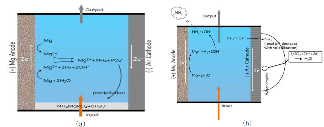 Mechanism of (a) struvite recovery by ammonia removal and (b) ammonia loss by volatilization and role of NH4 + as proton shuttle for oxygen reduction with H+