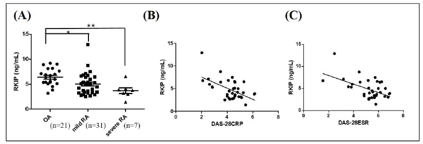 류마티스관절염의 정도에 따른 RKIP 발현 변화 측정. (A) 골관절염환자(OA),시기별 류마티스 환자의 혈장 내 RKIP 발현양 측정. RKIP 발현양과 DAS-28CRP (B), DAS-28ESR (C)값과의 상관관계 비교 *, p<0.05 and **, p<0.01 vs. OA3. 연구개발결과의 중요성