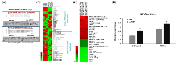 류마티스관절염 환자의 FLS에서 RKIP의 작용기전 규명. (A) 대표적 Phospho-protein array blot 사진 (B) p-MAPK related protein과 NFkB-related protein array결과 heatmap (C) B결과중 2배 이상 변한 유전자들의 heatmap (D) NFkB activity 측정