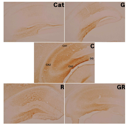 Eeffect of Ginseng Radix and Rehmanniae Radix extracts on Tau-protein-positive cells in the hippocampus C : Control Group, Cat : Catalpol Group, G : Ginseng Group, R : Rehmanniae Group, GR : Ginseng & Rehmanniae Group CA1 : Cornu Ammonis Area 1, CA2 : Cornu Ammonis Area 2 CA3 : Cornu Ammonis Area 3, DG : Dentate Gyrus