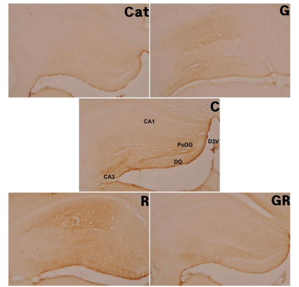 Eeffect of Ginseng Radix and Rehmanniae Radix extracts on CD-68-positive cells in the hippocampus C : Control Group, Cat : Catalpol Group, G : Ginseng Group, R : Rehmanniae Group, GR : Ginseng & Rehmanniae Group CA1 : Cornu Ammonis Area 1, CA3 : Cornu Ammonis Area 3 DG : Dentate Gyrus, PoDG : Polymorphic layer of the Dentate Gyrus D3V : Dorsal 3rd Ventricle
