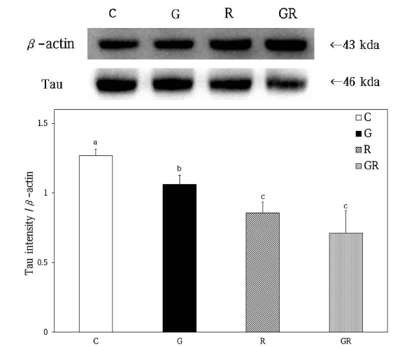 Western blot analysis expression on Tau-protein-positive cells in the hippocampus of B6C3-Tg mice. C, Control Group; G, Ginseng Group; R, Rehmanniae Group; GR, Ginseng & Rehmanniae Group. Different superscript letter(a,b) mean significantly different between all the experimental groups at p<0.05 by Duncan's multiple range test