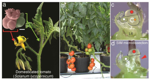 중력에 대한 토마토의 줄기성장 패턴과 생장점 연구 토마토의 주줄기는 직립으로 성장하지만 꽃대는 중력의 영향을 받지 않으며, 과실을 지탱하기 위해 아래로 늘어진다. (a, b) 꽃대의 생장점의 발생단계 연구를 위한 조직 분리 (c, d)