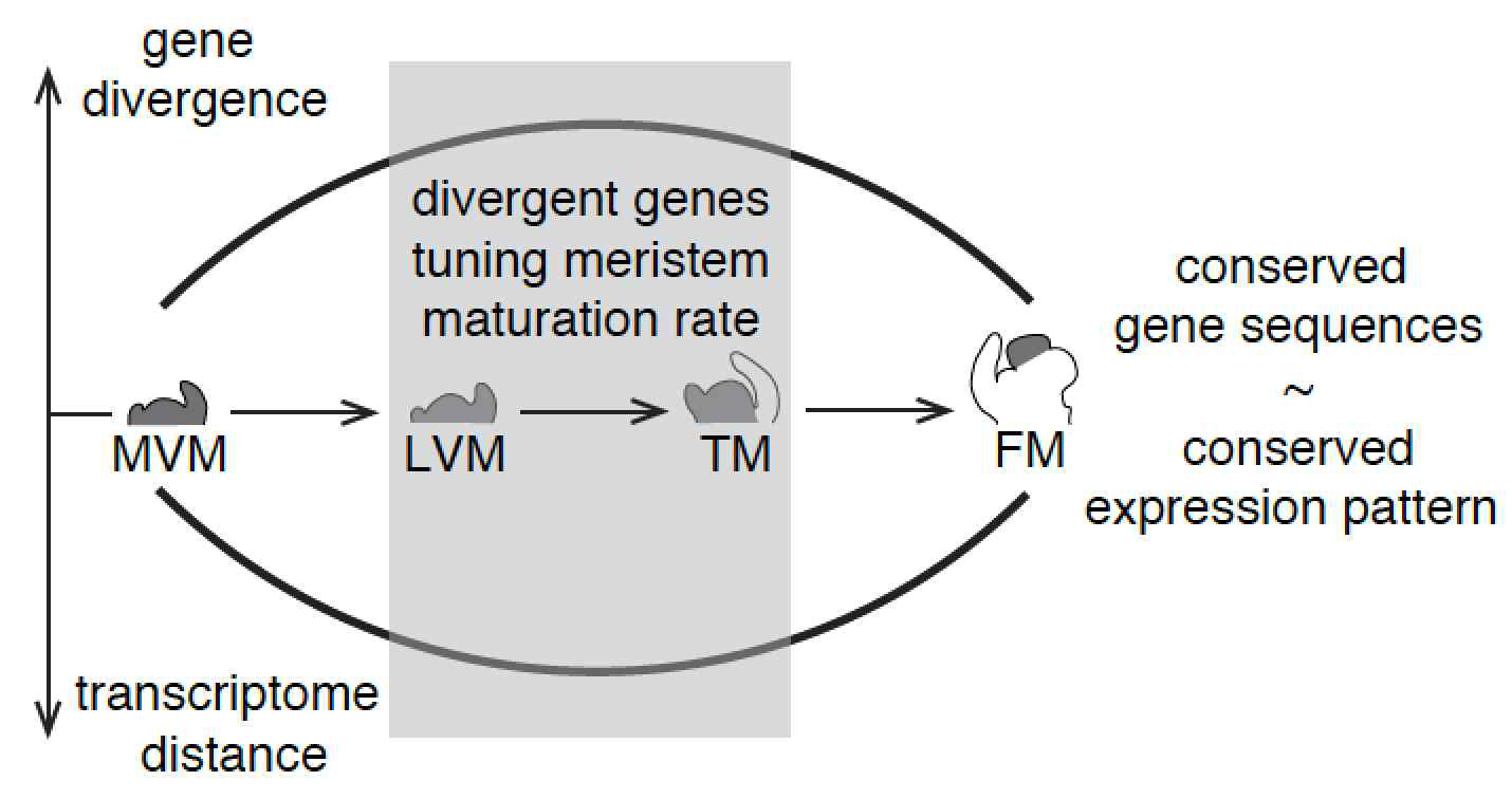 가지과 종에서 생장점 발생단계별 유전적 다양성과 분자성숙도로 꽃대구조의 차이점을 설명한 모델