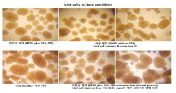 도세포 분리 후 여러 조건에서 배양