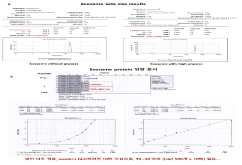 exosome 분리 후 protein 정량 분석 결과 (A) zeta size 측정 데이터 (B) BCA assay 결과 데이타