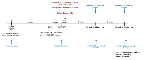HFD/STZ model 진행 과정