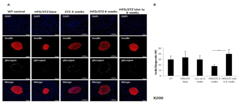 췌장 도세포의 insulin 분비세포와 glucagon 분비세포의 변화 (A) 췌장을 insulin과 glucagon으로 염색 후 confocal microscope로 분석 (red: insulin, green: glucagon, blue: DAPI, x200). (B) insulin에 염색되는 세포에 대한 glucagon에 염색되는 세포의 비율 분석