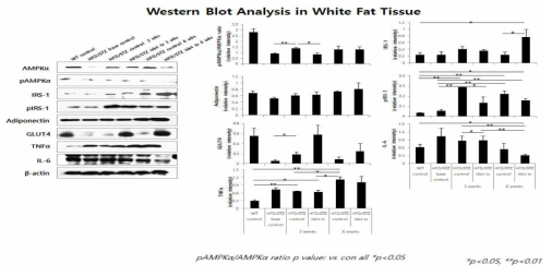 백색 지방에서 인슐진 저항성 관련 인자들의 변화 분석