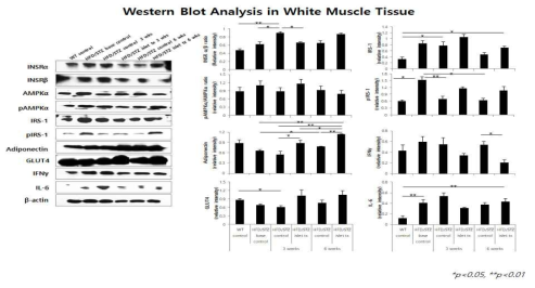 백색 근육에서 인슐진 저항성 관련 인자들의 변화 분석