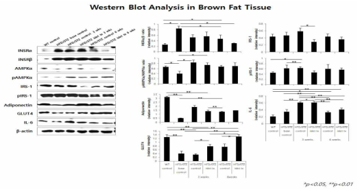 갈색 지방에서 인슐진 저항성 관련 인자들의 변화 분석