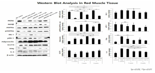 적색 근육에서 인슐진 저항성 관련 인자들의 변화 분석