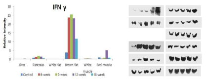 정상 쥐와 B6-db/db mouse 의 liver, pancreas, white fat, brown fat, white muscle, red muscle에서 IRS-1, GLUT2, IFN-r의 주령에 따른 expression 변화 분석 (western blot analysis)