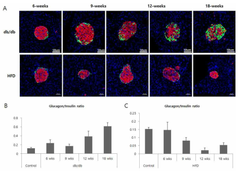 db/db mouse와 HFD mouse의 주령에 따른 췌장도세포의 insulin 분비 세포와 glucagon 분비 세포의 변화. (A) 췌장을 insulin과 glucagon으로 염색 후 confocal microscope로 분석 (red: insulin, green: glucagon, blue: DAPI, x200). db/db mouse(B)와 HFD mouse(C)의 insulin에 염색되는 세포에 대한 glucagon에 염색되는 세포의 비율 분석