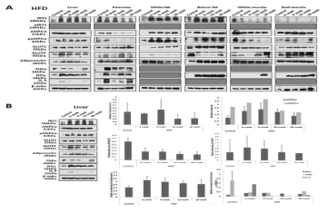 정상 쥐와 HFD mouse 의 liver, pancreas, white fat, brown fat, white muscle, red muscle 에서 insulin signaling, glucose sensing, 그리고 inflammation과 관련된 molecular들을 주령에 따른 expression 변화 분석 (western blot analysis)