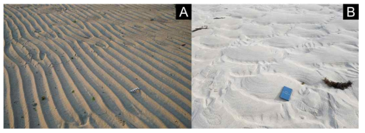 제주 금능해빈에서 관찰되는 2D-연흔과 3D-사구(dune) 층면퇴적구조