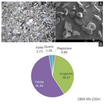 제주 금능해빈 표층퇴적물의 SEM 이미지(위)와 탄산염 퇴적물성분(아래). 방해석과 aragonite 함량은 >95%