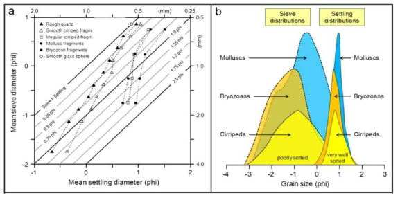 탄산염 퇴적물의 체질(sieve) 입도와 침강(Settling) 입도의 차이. 체질입도가 과대평가되어 나타남(Flemming, 2017)