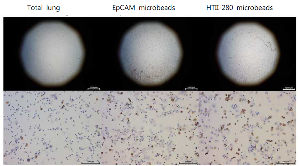 폐조직으부터 폐 성체줄기세포인 hATIIs의 MACS 분리효율 비교 및 세포 면역염색 확인(HTII-280)