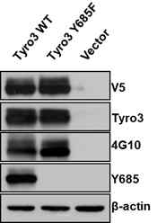 제작한 Tyro3 Y685 인산화 항체를 이용한 검증