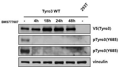 Tyro3 inhibitor를 이용한 인산화 억제 검증