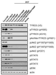 Tyro3 kinase 도메인에 존재하는 tyrosine 잔기의 인산화 억제 돌연변이를 통한 각 인산화 기능 조사