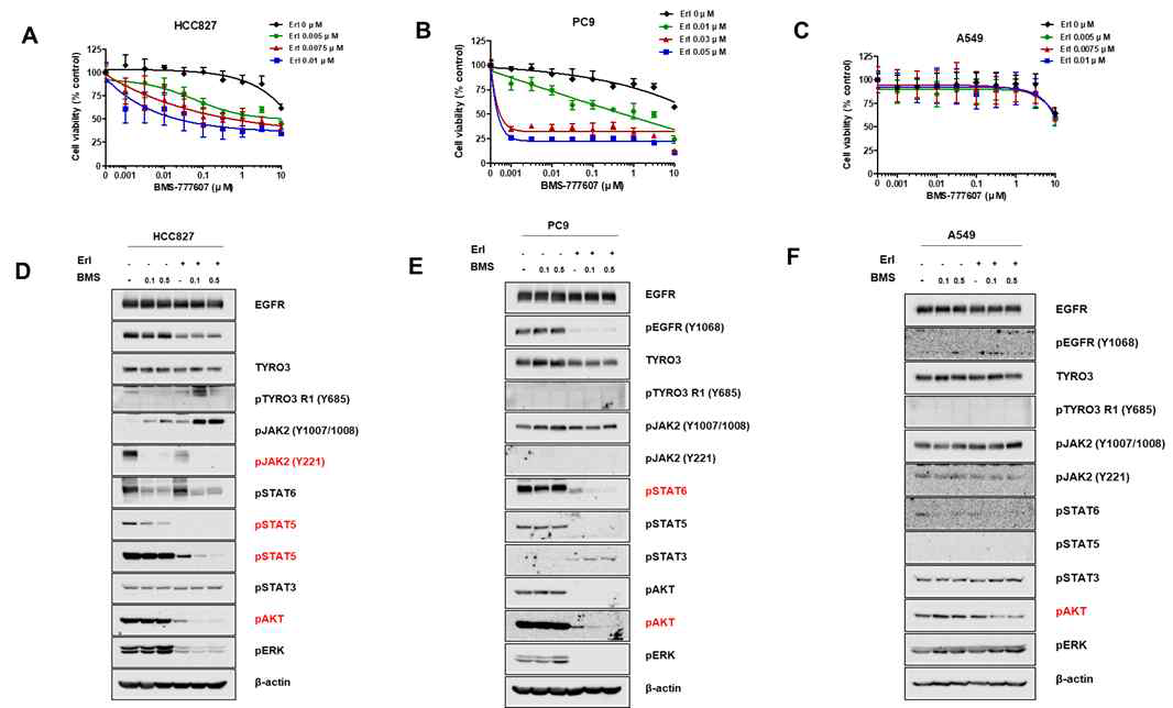 EGFR 돌연변이 보유 폐암 세포주를 이용한 Tyro3 및 EGFR 표적 약물 병용 투여 세포 성장 곡선 및 웨스턴 블랏팅 (A, D) HCC827, (B, E) PC9, (C, F) A549 세포주