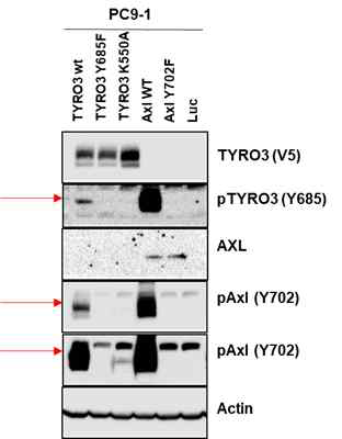 Tyro3 및 Axl 야생형 및 인산화 억제 돌연변이 과발현 PC9 세포주를 이용한 웨스턴 블랏팅