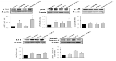 당뇨병 생쥐 모델인 DIO mice에 GLP-1 수용체 작용체와 FGF21 병합 투여 후 간에서 나타나는 AKT/MAPK pathways와 세포사멸 변화