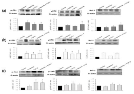 당뇨병 모델인 DIO mice에 GLP-1 수용체 작용체와 FGF21 병합 투여 후 나타나는 AKT/ERK pathways와 세포사멸에 대한 변화 (a) 췌장 (b) 내장지방 (c) 피하지방