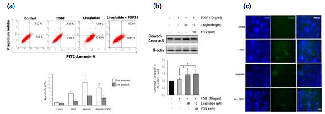 평활근 세포에서 GLP-1 수용체 작용체와 FGF21 병합 투여 후 나타나는 세포사멸 효과 (a) Annexin-V-FITC staining (b) Western blot을 이용한 Cleaved Caspase-3의 단백질 측정 (c) TUNEL assay