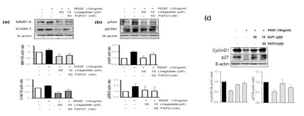 평활근 세포에서 GLP-1 수용체 작용체와 FGF21 병합 투여 후 나타나는 염증, 부착분자 및 AKT/ERK pathways 분석 (a) Western blot을 이용한 MMP-9과 ICAM-1 단백질 변화 (b) AKT/ERK pathways 단백질 변화 (c) Cell cycle 변화 측정