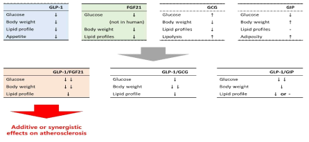 FGF21의 GLP-1, 글루카곤 및 GIP 병합요법의 효과 비교