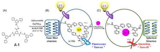 우라닐 이온의 검출을 위한 A-1-Eu 리간드와 UO22+ 의 결합에 따른 Turn-on and Turn-off 메커니즘 모식도